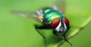 حشرات در نمونه های عالی عکاسی ماکرو