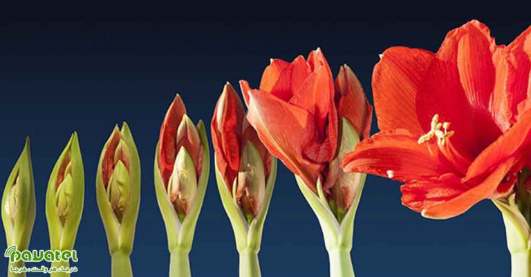بهترین برنامه های ساخت تایم لپس