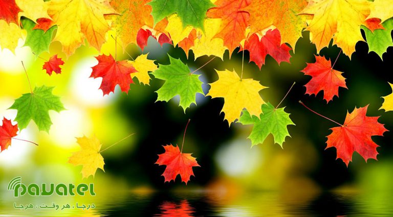 عکاسی از برگ‌های پاییزی