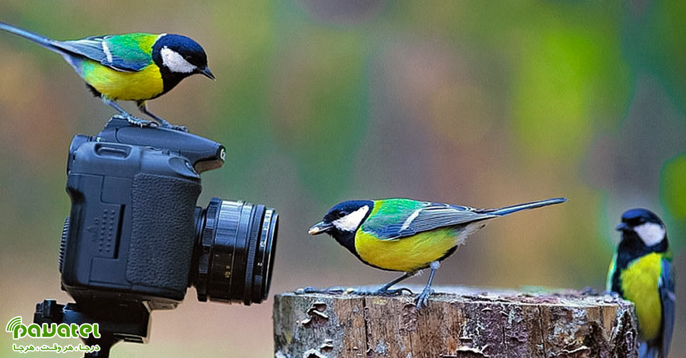 بهترین لنزها برای عکاسی از پرندگان
